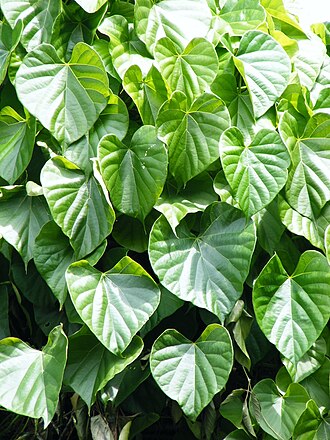 Guduchi (Giloy) for Monsoon Wellness: Ayurvedic Immunity & Fever Support