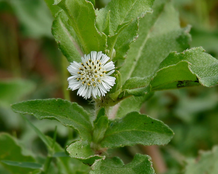 Bhringraj for Healthy Hair & Scalp During Monsoon: An Ayurvedic View
