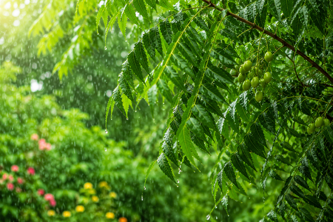 Neem for Monsoon: Skin Purification & Holistic Wellness