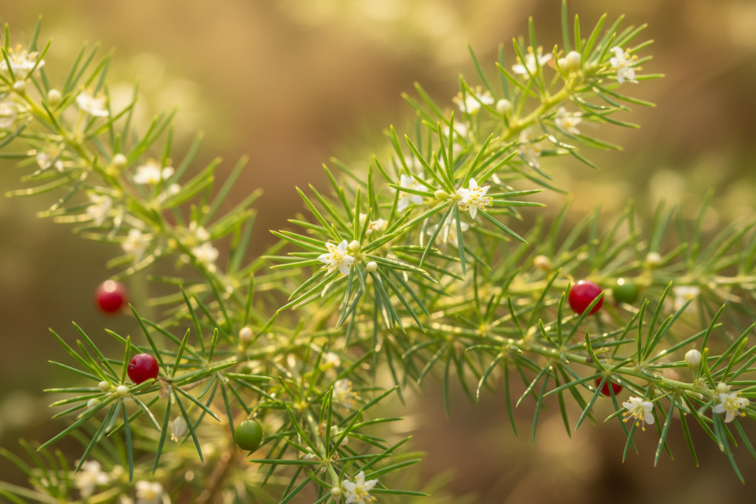 Shatavari for Women's Monsoon Wellness: An Ayurvedic Approach
