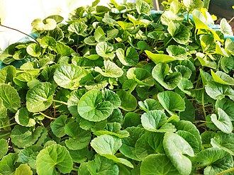 Gotu Kola: An Ayurvedic Perspective on Cognitive & Skin Wellness