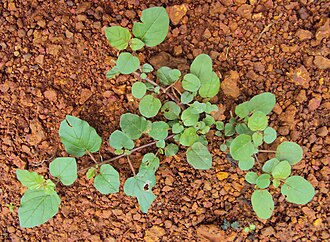 Punarnava's Ayurvedic Role in Monsoon Fluid Balance & Kidney Support