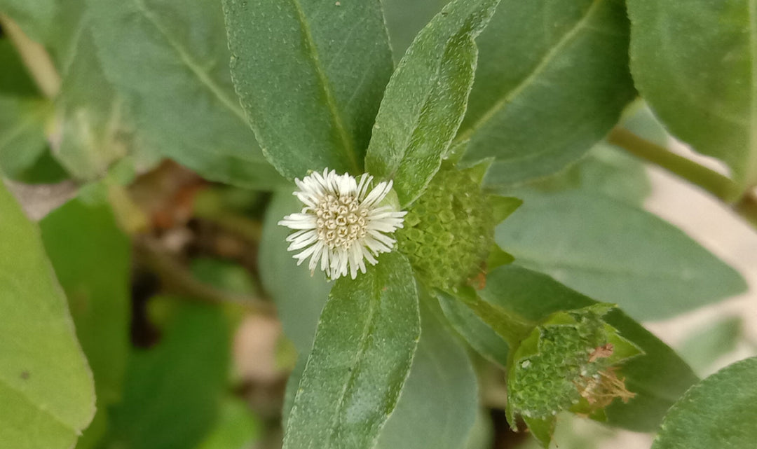 Bhringraj for Healthy Hair & Scalp During Monsoon: An Ayurvedic View